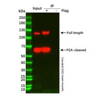 UltraBio™ 抗DYKDDDDK磁珠 ,BioReagent,for IP,10 mg/mL, Particle Size: 1 μm,阿拉丁