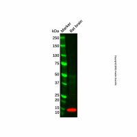 TSC-1 Antibody,ExactAb™, 已验证, 无载体, 1.0 mg/mL,阿拉丁