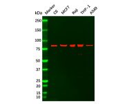 Recombinant PI 3 Kinase p85 alpha Antibody,ExactAb™, Validated, 重组, 1.0 mg/mL,阿拉丁