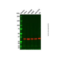 Goat Anti-Rabbit IgG H&L (Biotin) (Ready to use),ExactAb™, 已验证, 见COA,阿拉丁