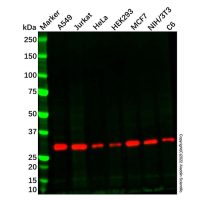 NIT2 Mouse mAb,敲除验证, ExactAb™, 已验证, 见COA,阿拉丁