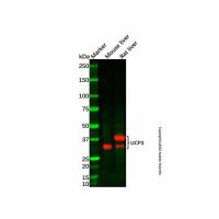 UCP3 Antibody,ExactAb™, Validated, Carrier Free, 1.0 mg/mL,阿拉丁