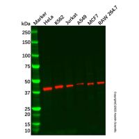 Recombinant Spermine synthase Antibody,重组, ExactAb™, 已验证, 见COA,阿拉丁