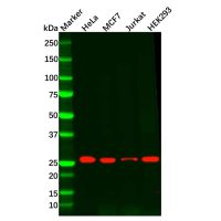 Recombinant Peroxiredoxin 6 Antibody,ExactAb™, Validated, 重组, 1.0 mg/mL,阿拉丁