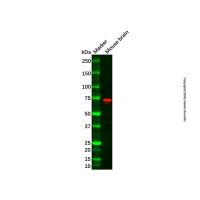 Recombinant SYN2 Antibody,ExactAb™, Validated, 重组, 3.0 mg/mL,阿拉丁