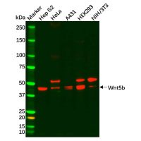 Recombinant Wnt5b Antibody，ExactAb™, Validated, 重组, 0.76 mg/mL，阿拉丁