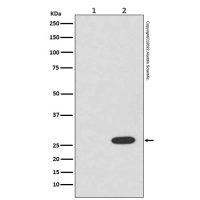 Recombinant RFP Antibody,重组, ExactAb™, 已验证, 高性能, 见COA,阿拉丁