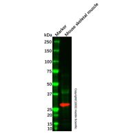 SHOX Antibody，ExactAb™, 已验证, 无载体, 1.0 mg/mL，阿拉丁