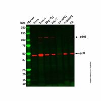 Recombinant NFkB p105/p50 Antibody，重组, ExactAb™, 敲低验证, 已验证, 见COA，阿拉丁