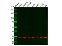 Rac1/2/3 Antibody,ExactAb™, Validated, 1.2 mg/mL,阿拉丁