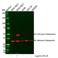 Osteopontin Antibody,无载体, ExactAb™, 已验证, 高性能, 见COA,阿拉丁