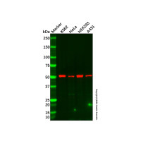 Recombinant Nuf2 Antibody，重组, ExactAb™, 已验证, 见COA，阿拉丁