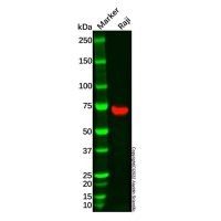 Syk Antibody,ExactAb™, Validated, 0.2 mg/mL,阿拉丁