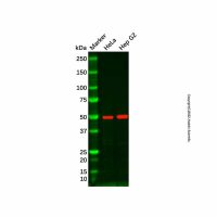 PTP1B Mouse mAb,敲除验证, ExactAb™, 已验证, 见COA,阿拉丁