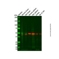 Recombinant NR2E1/Tailless/TLX Antibody,重组, ExactAb™, 已验证, 见COA,阿拉丁