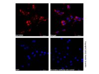 Recombinant RPS20 Antibody,ExactAb™, Validated, 重组, 2.0 mg/mL,阿拉丁