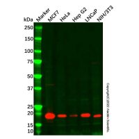 Recombinant p21 Antibody,ExactAb™, 已验证, 重组, 见COA,阿拉丁