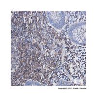 Recombinant PHD3 Antibody,重组, ExactAb™, 已验证, 见COA,阿拉丁