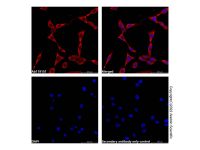 Recombinant Oct-2 Antibody,重组, ExactAb™, 已验证, 见COA,阿拉丁