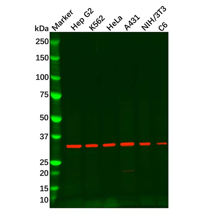 Recombinant REA Antibody,重组, ExactAb™, 已验证, 高性能, 见COA,阿拉丁产品图