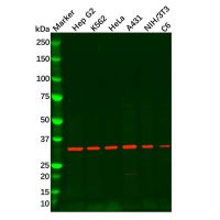 Recombinant REA Antibody,重组, ExactAb™, 已验证, 高性能, 见COA,阿拉丁