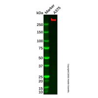 Recombinant NG2 Antibody,ExactAb™, Validated, 重组, 0.8 mg/mL,阿拉丁