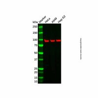 SOX5 Antibody,ExactAb™, Validated, 1.0 mg/mL,阿拉丁