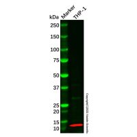 Recombinant S100A4 Antibody,重组, ExactAb™, 已验证, 见COA,阿拉丁