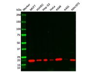 Recombinant p21 Antibody,ExactAb™, Validated, 重组, 1.5 mg/mL,阿拉丁