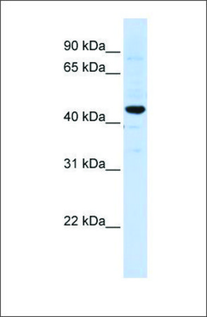 Anti-SLC41A3 antibody produced in rabbit affinity isolated antibody