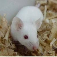 小鼠缺血性脑梗模型 MCAO