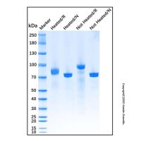 血纤维蛋白溶酶原 来源于人血浆，9001-91-6，生物活性, 天然, EnzymoPure™, 冻干粉, ≥95%(SDS-PAGE), ≥120 U/mg protein; 冻干前浓度：见COA，阿拉丁
