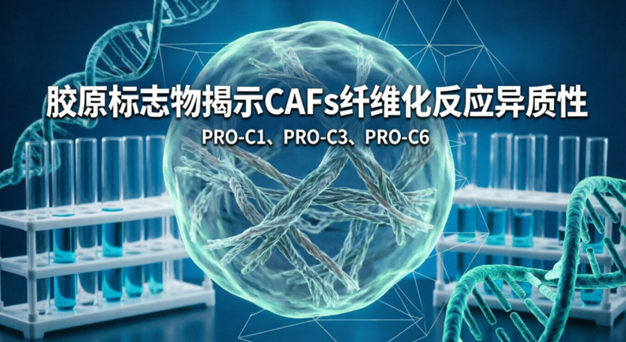 揭秘CAFs异质性！PRO-C系列标志物如何精准评估纤维化？