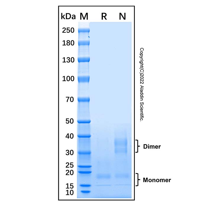 Recombinant Mouse IFN-gamma Protein，无动物源, 无载体, 生物活性, ActiBioPure™, 高性能, His标签, ≥95%(SDS-PAGE)，阿拉丁
