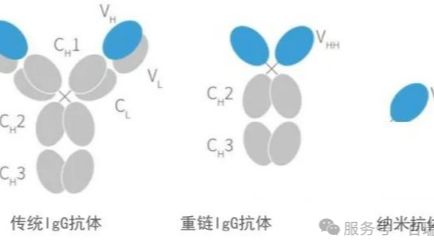 告别过夜孵育！纳米抗体磁珠如何让实验从“马拉松”变“闪电战”