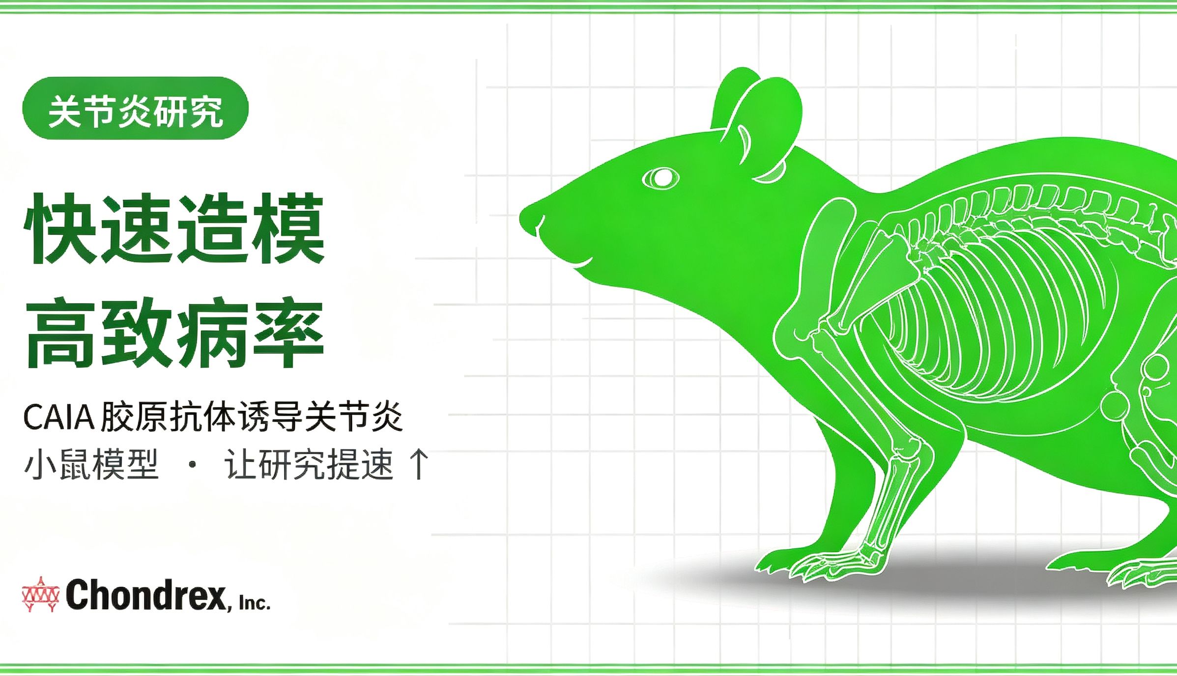Chondrex动态｜胶原抗体诱导小鼠关节炎 CAIA 模型指南