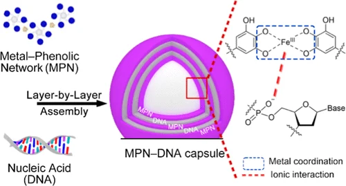ApogeeFlow纳米流式仪文章分享,澳洲墨尔本大学团队发表在Chemistry of Materials “Elucidating Interactions that Govern DNA Incorporation into Metal−Phenolic Networks” 报告