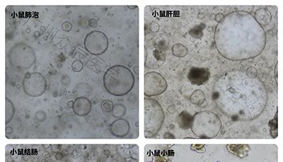 从一管培养基开始——类器官构建的基础逻辑。类器官（Organoid）为何能在体外"活"下去？答案，就在一管精密的培养基里。
