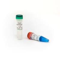 ZymoScript RT PreMix Kit（ZymoScript RT 预混液试剂盒）