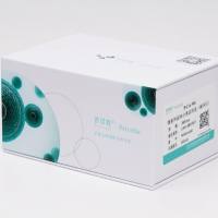 4T1(小鼠乳腺癌细胞) (STR鉴定正确)