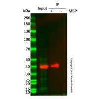Dextrin 亲和层析介质 (MBP tag)，BioReagent, 通过内毒素测试, 50% v/v，阿拉丁