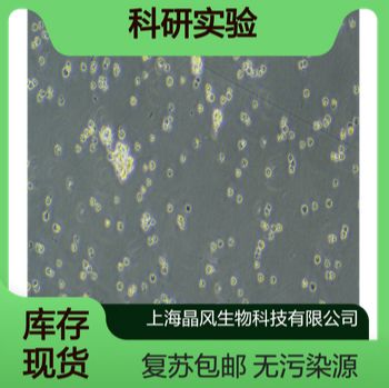人胆道癌细胞ECC3细胞