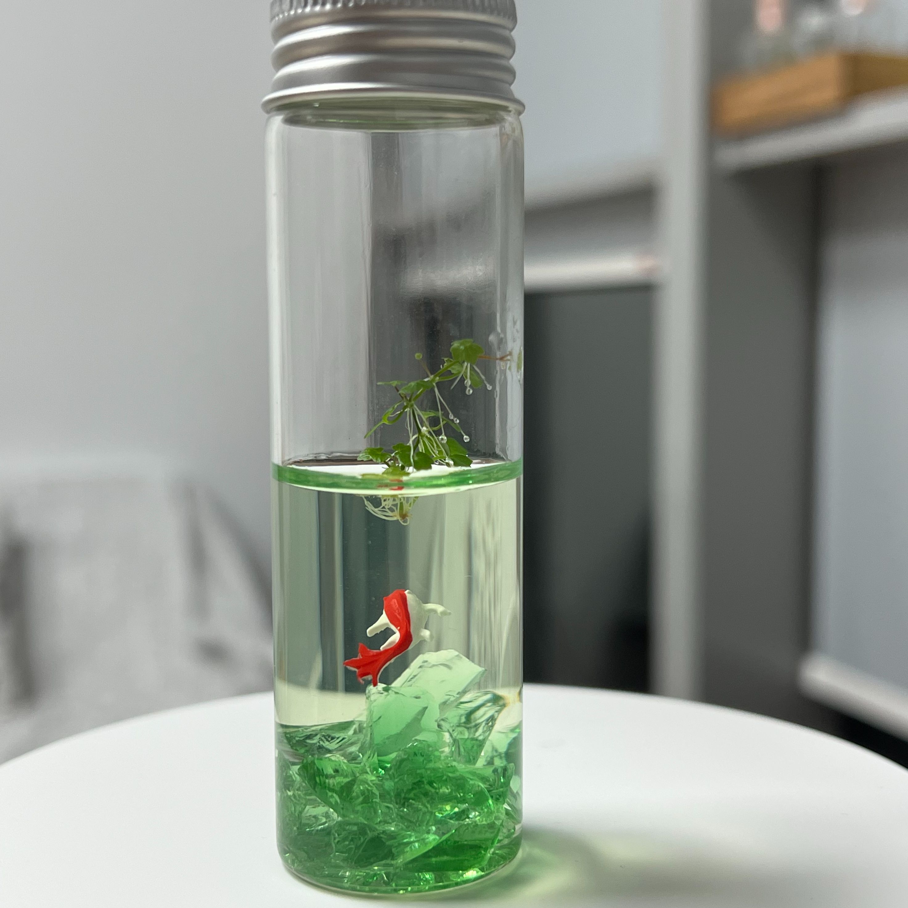 组培苗景观瓶