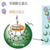 AAL-107 Phos-tag Acrylamide