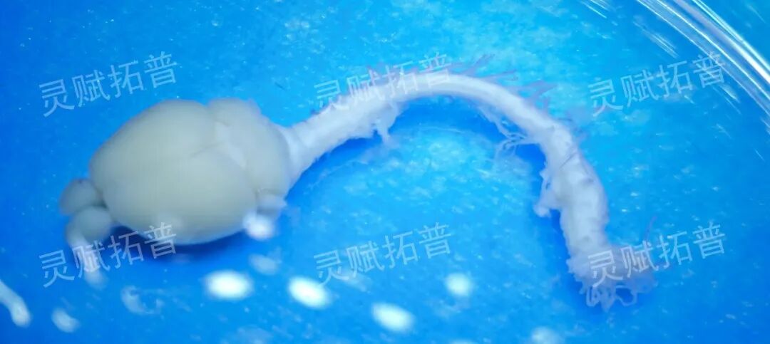 背根神经节 DRG，镇痛药效评价的关键样本