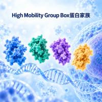 High Mobility Group Box蛋白家族