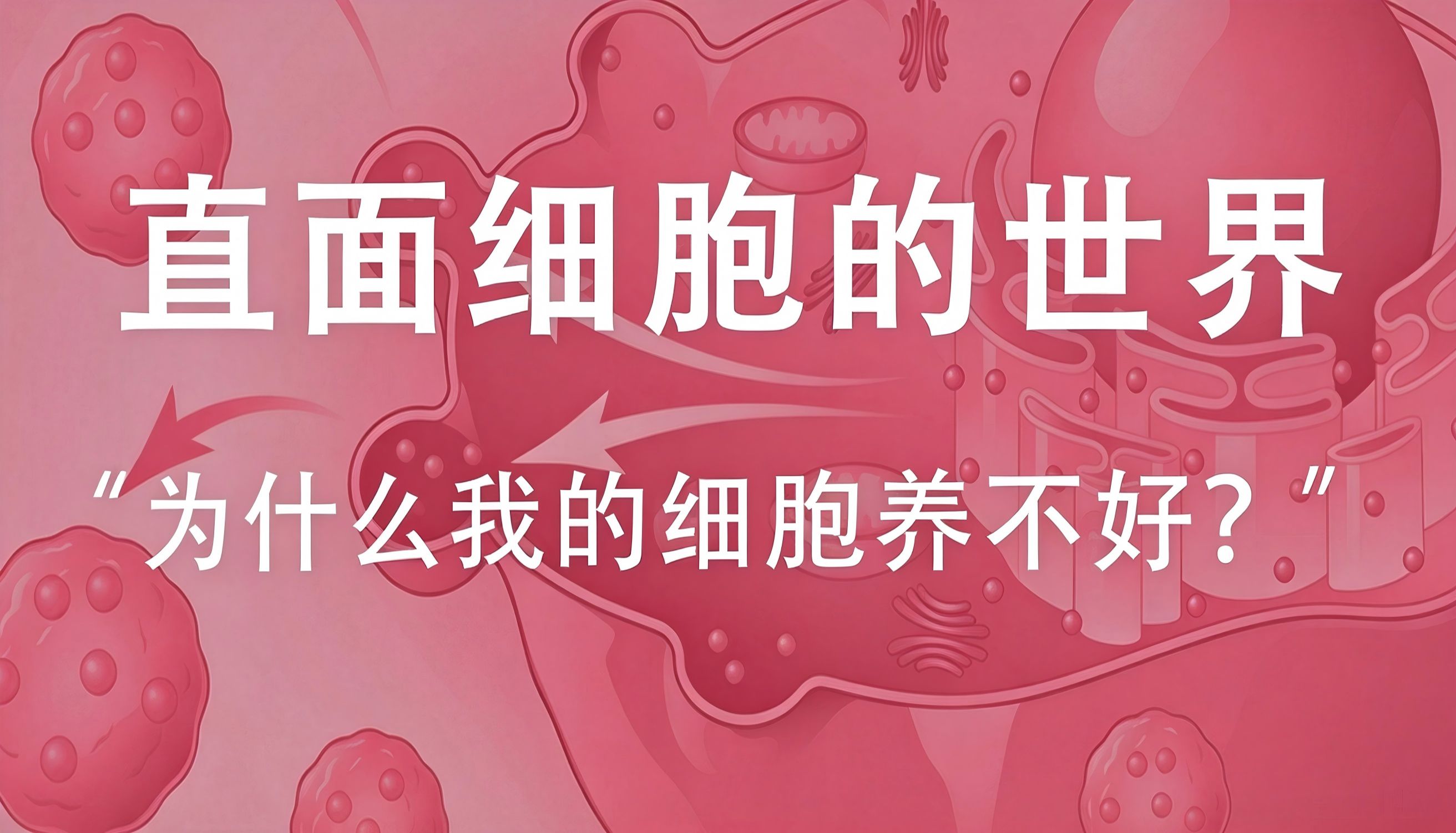 为什么我的细胞总是养不好？