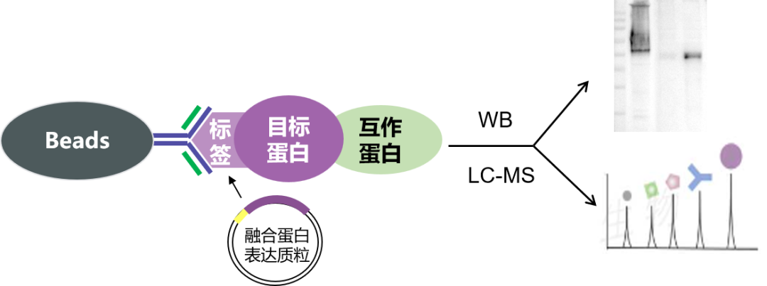 标签Co-IP实操指南：内源蛋白低表达、IP抗体不佳的蛋白互作验证方案