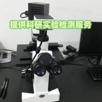 性激素黄体生成素 (LH)实验代测服务