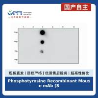 Phosphotyrosine Recombinant Mouse mAb (S-R433-1)